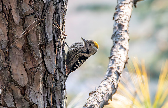 Female Brown fronted woodpecker