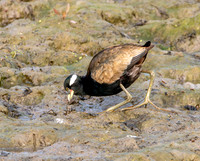 Bronze winged jacana