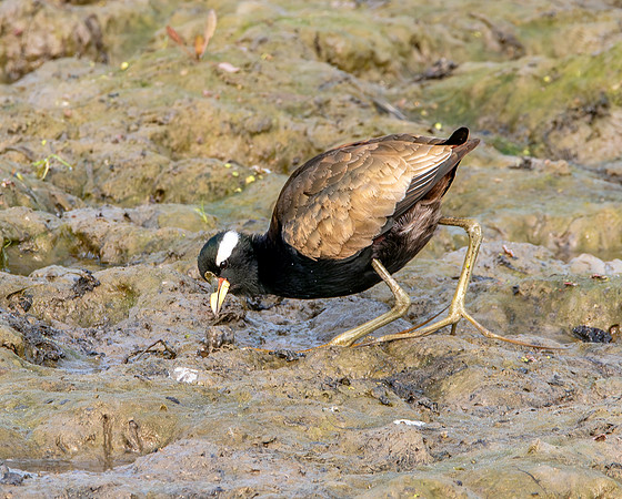 Bronze winged jacana