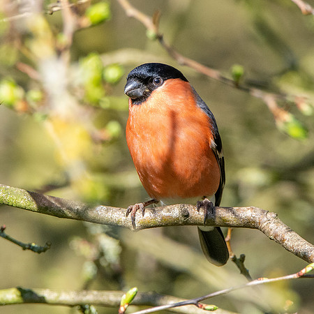 Bullfinch