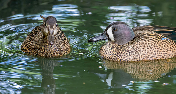 Blue winged teal, male and female