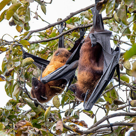 Indian Flying Fox
