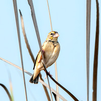 Black breasted weaver