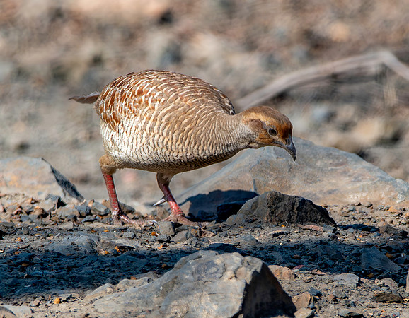 Grey francolin