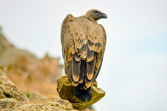 Griffon vulture