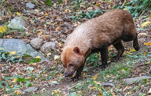 Bush dog