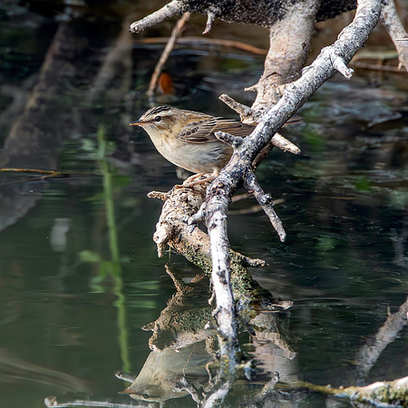 Pallas's grasshopper warbler