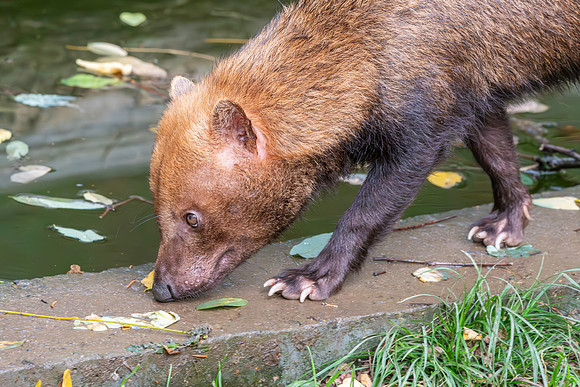 Bush dog