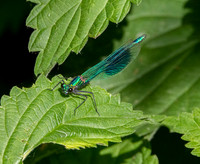 Beautiful demoiselle