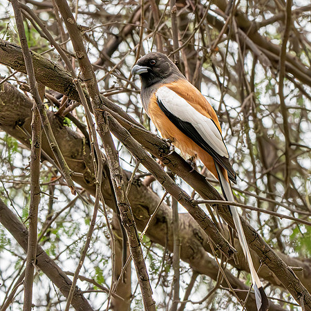 Rufous treepie