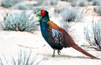 Bianchi pheasant