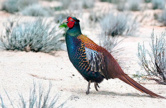Bianchi pheasant