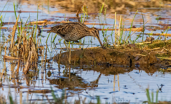 Common snipe