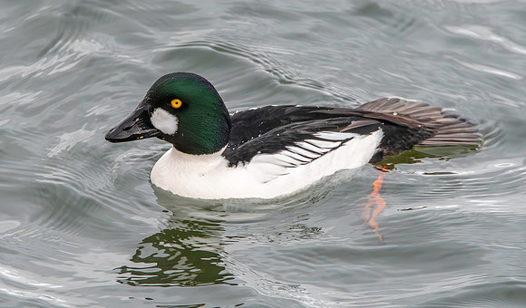 Goldeneye, male