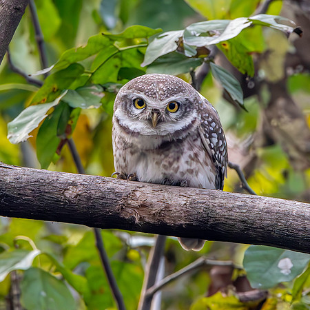Spotted owlet