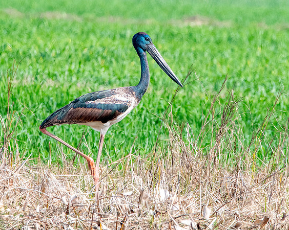 Black necked stork male