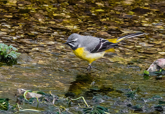 Grey wagtail