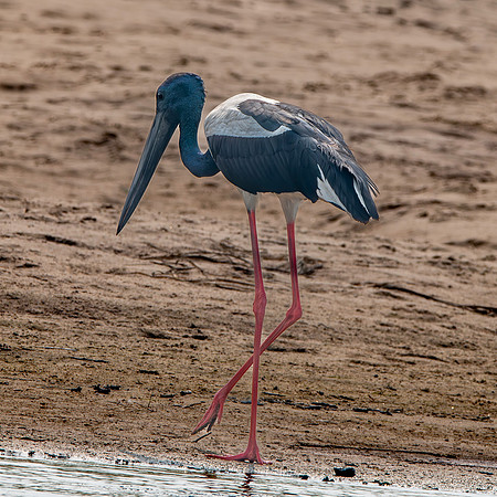 Male Black necked stork
