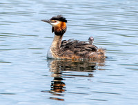 Great crested grebe