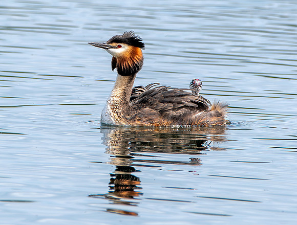 Great crested grebe