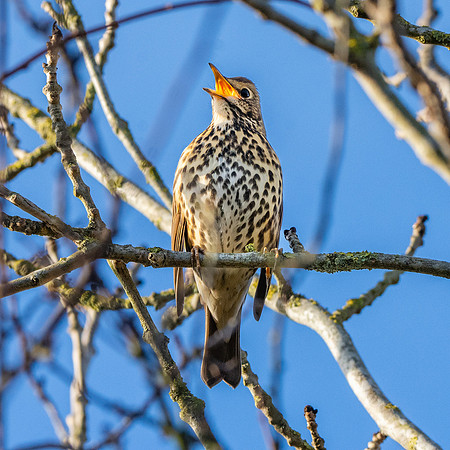 Song thrush