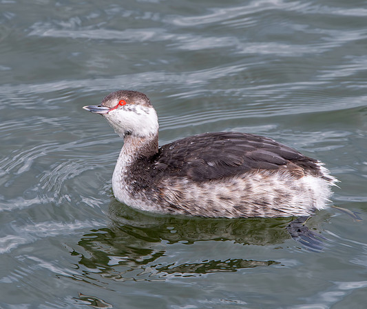 Slavonian grebe
