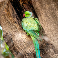 Rose ringed parakeet