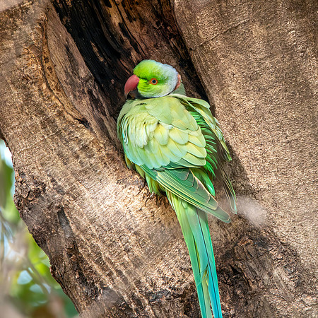 Rose ringed parakeet