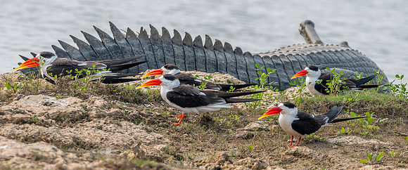 Indian skimmer