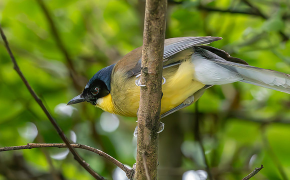 Blue crowned laughing thrush
