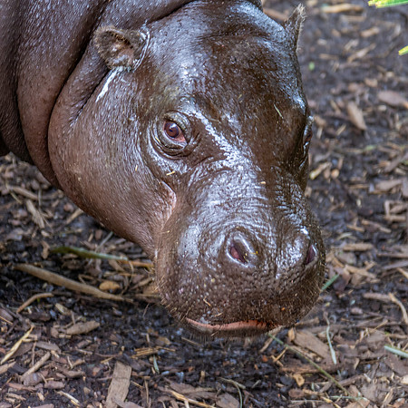 Pygmy hippopotamus