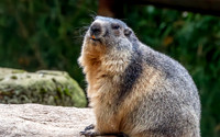 Alpine Marmot