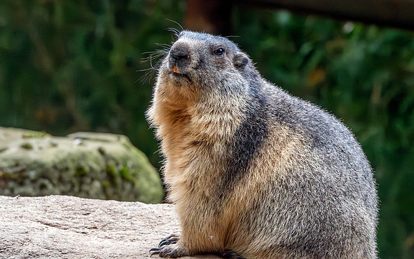 Alpine Marmot