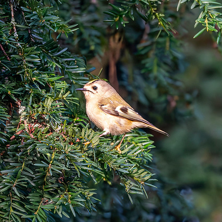 Goldcrest