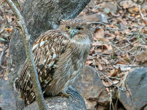 Brown fish owl