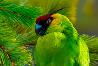 Horned parakeet