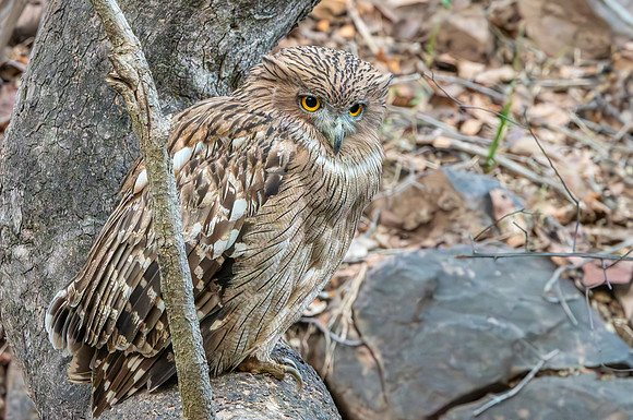 Brown fish owl
