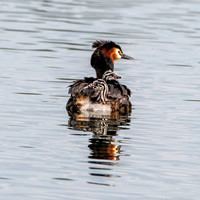 Great crested grebe