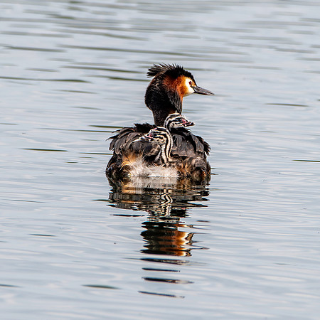 Great crested grebe