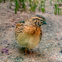 Common quail