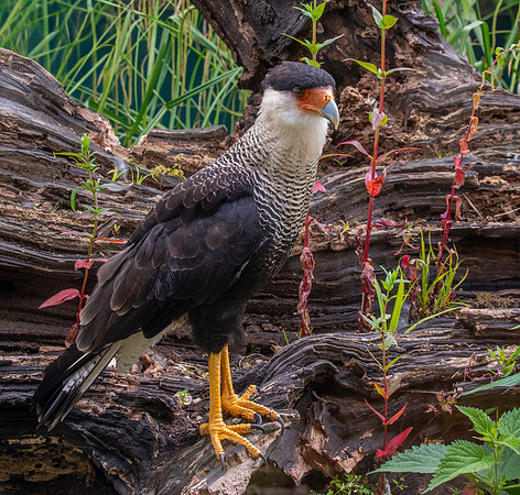 Crested caracara