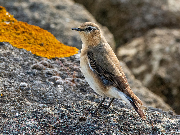Northern Wheatear