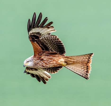 Red kite, flying