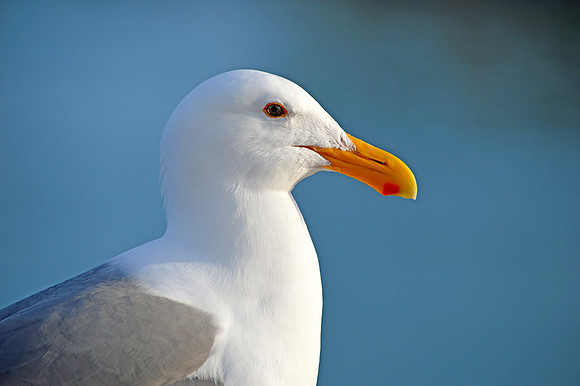 Herring gull