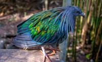 Nicobar pigeon