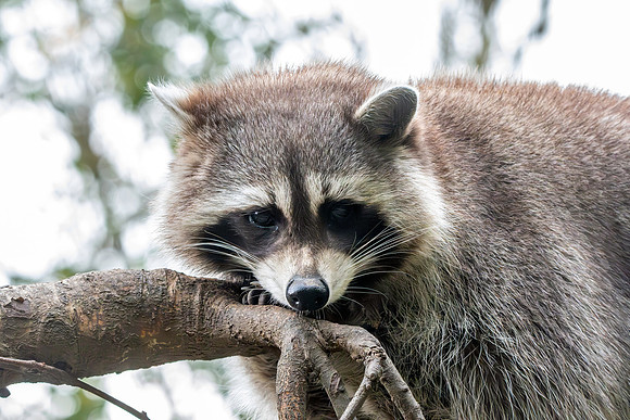 Raccoon