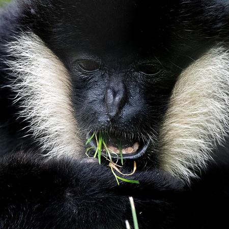 Northern white cheeked gibbon