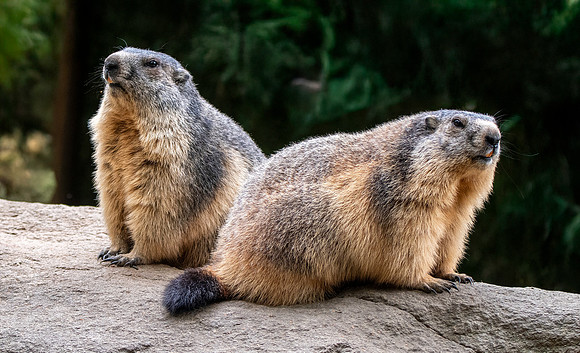 Alpine Marmot