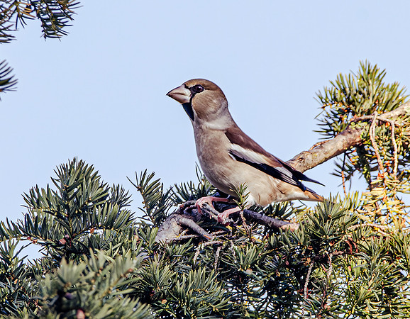 Hawfinch, female