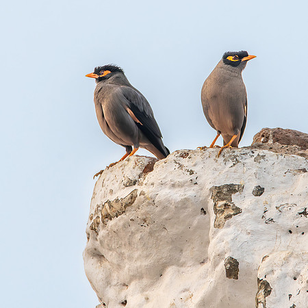 Bank Mynah